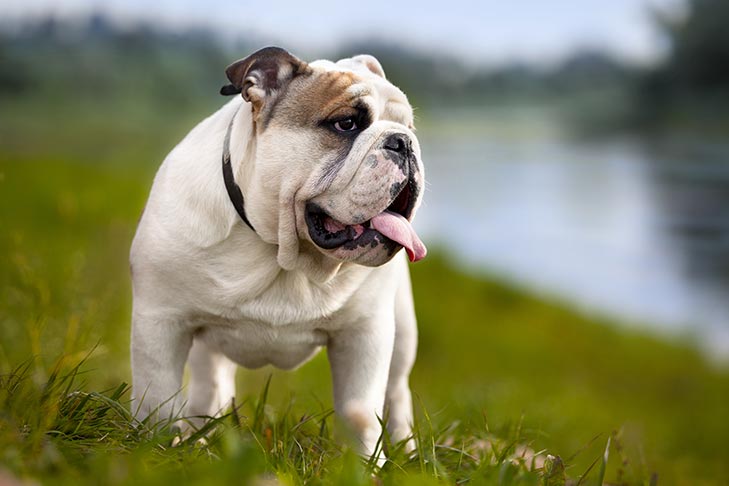 Image of a Bulldog standing on grass with a lake background.